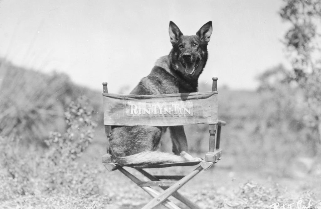 Rin tin tin