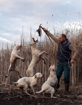 argentin dogok a Nivis Casus kennelből