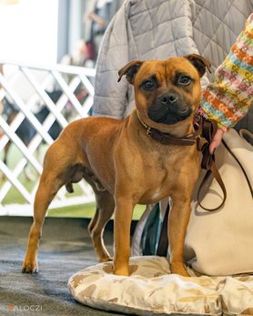 Staffordshire bullterrier