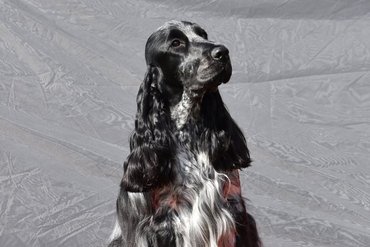 Royal's Friend Yuppie Yuppie Yeah  Szeder spániel kutya