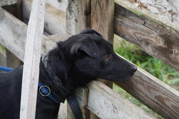 Szurok_Vackolo_menhely