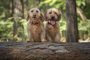 Basset Fauve de Bretagne