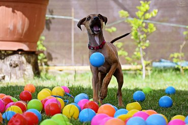 Válóczi kutya labdákkal játszik