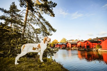 Vizsla Finnországban a folyó partján
