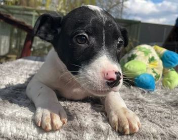 Zalka_Noé_Állatotthon