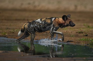afrikai vadkutya vízben