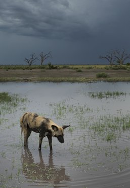 afrikai vadkutya vízben áll