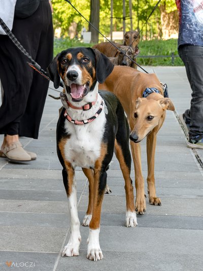 Kopó és agár a DOGZ Fesztivál 2025 magyar kutyafajták falkasétáján