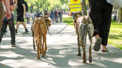 agarak a DOGZ Fesztivál 2025 magyar kutyafajták falkasétáján