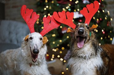 agarak rénszarvas hajpánttal