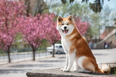 akita inu cseresznyefák mellett