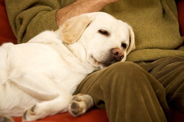 Pihenő labrador