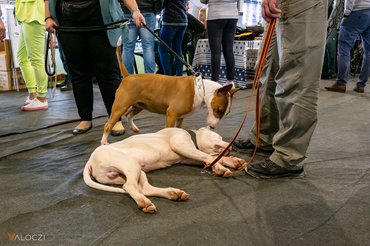 alvó kutyát szagolgat egy bullterrier