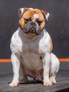 amerikai bulldog