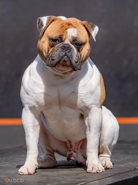 amerikai bulldog