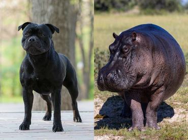 amerikai staffordshire bullterrier és víziló