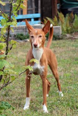 andaluz podenco