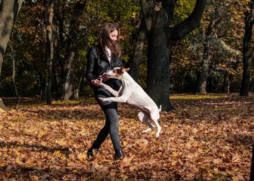 angol pointerrel játszanak az őszi erdőben