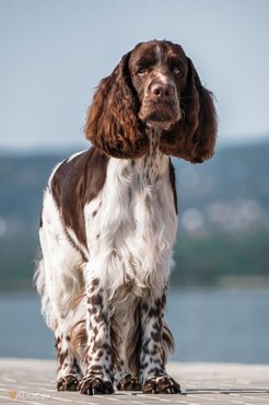 angol springer spániel