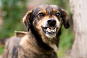 angry dog