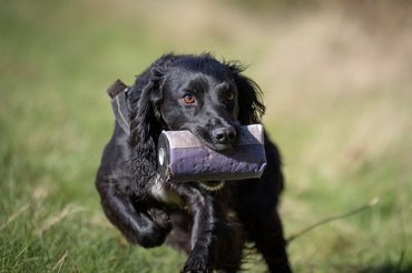 apportírozó kutya