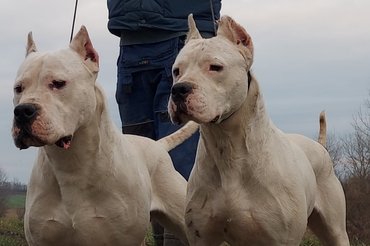 2 argentin dog a Nivis Casus kennelből