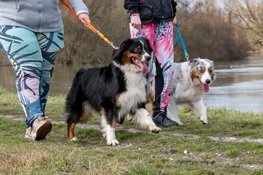 ausztrál juhászkutyákat sétáltatnak folyóparton