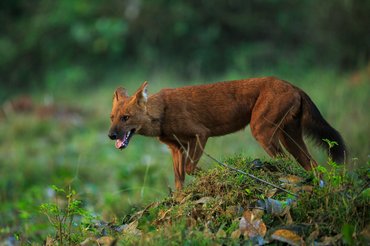 ázsiai vadkutya erdőben