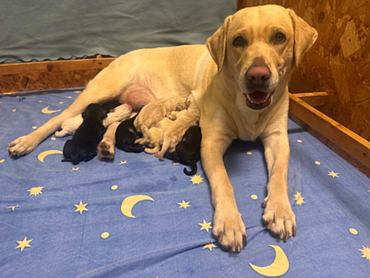 Baráthegyi Vakvezető Alapítvány - labrador retriever, Azúr alom 2