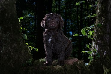 barbet kölyökkutya egy sötét erdőben