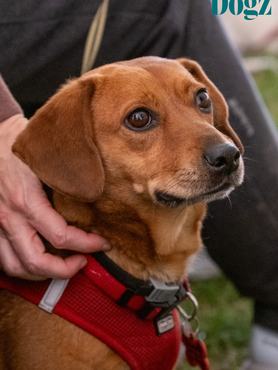 barna kutyus okosan figyel a 2026-os dogz fesztiválon