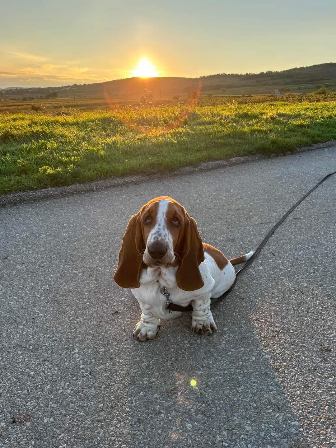 Basset hound a Nagyhegyi Pajkos Basset Hound Kennelből