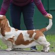Basset hound a Nagyhegyi Pajkos Basset Hound Kennelből