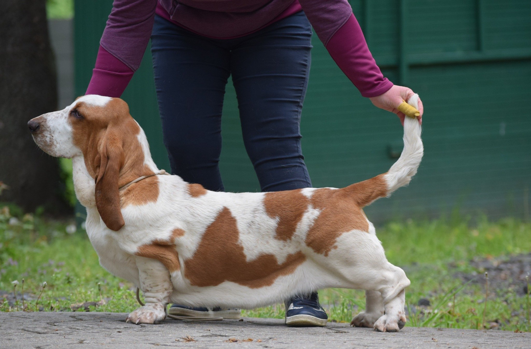 Basset hound a Nagyhegyi Pajkos Basset Hound Kennelből