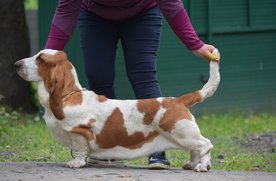 Basset hound a Nagyhegyi Pajkos Basset Hound Kennelből