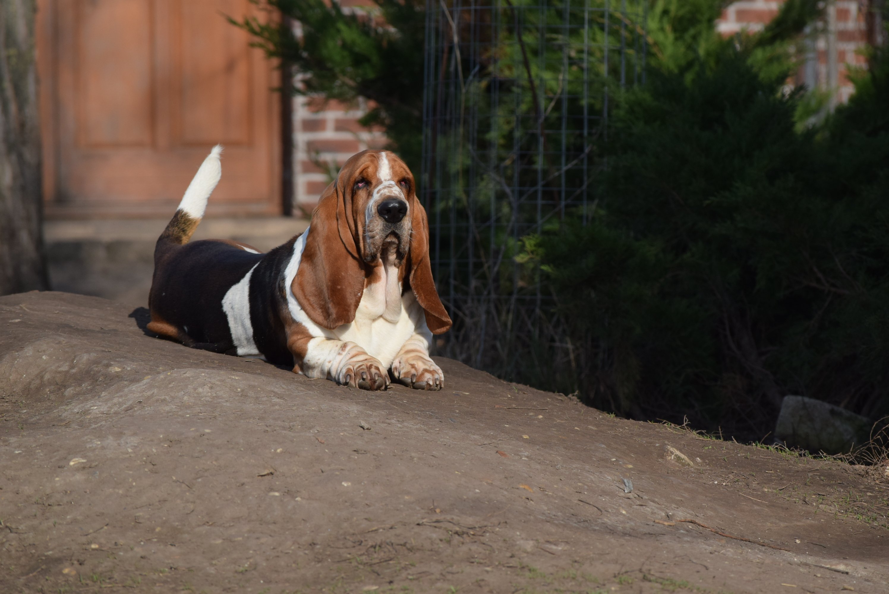 Szaladó basset hound a Nagyhegyi Pajkos Basset Hound Kennelből