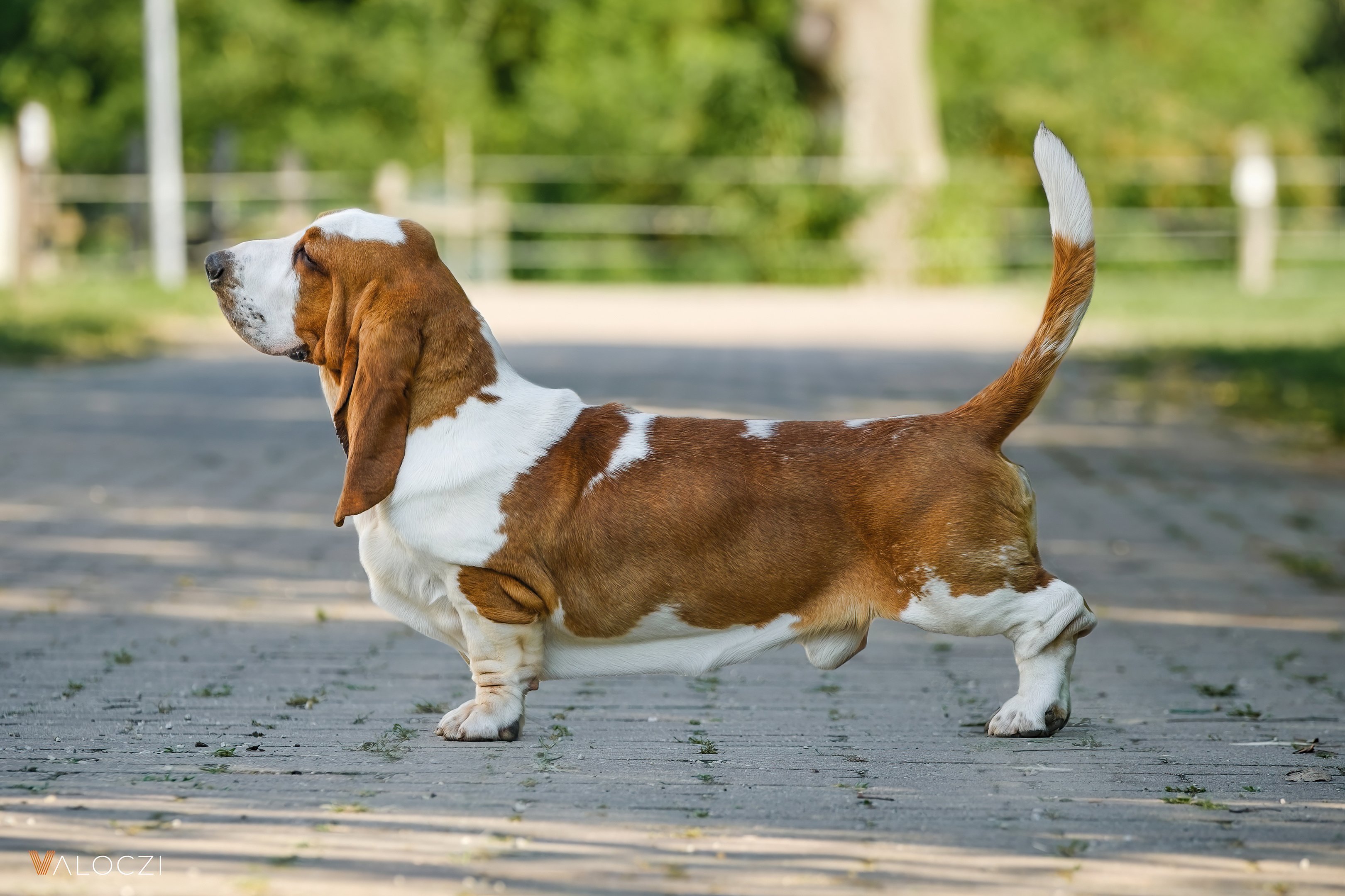 basset hound