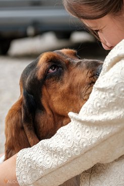 basset hound szeretettel néz egy kislányra