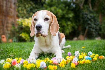 Beagle kutya húsvéti dekorációval