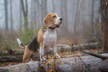 beagle erdőben egy fára támaszkodva figyel