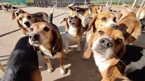 beagle_fajtamentés_10