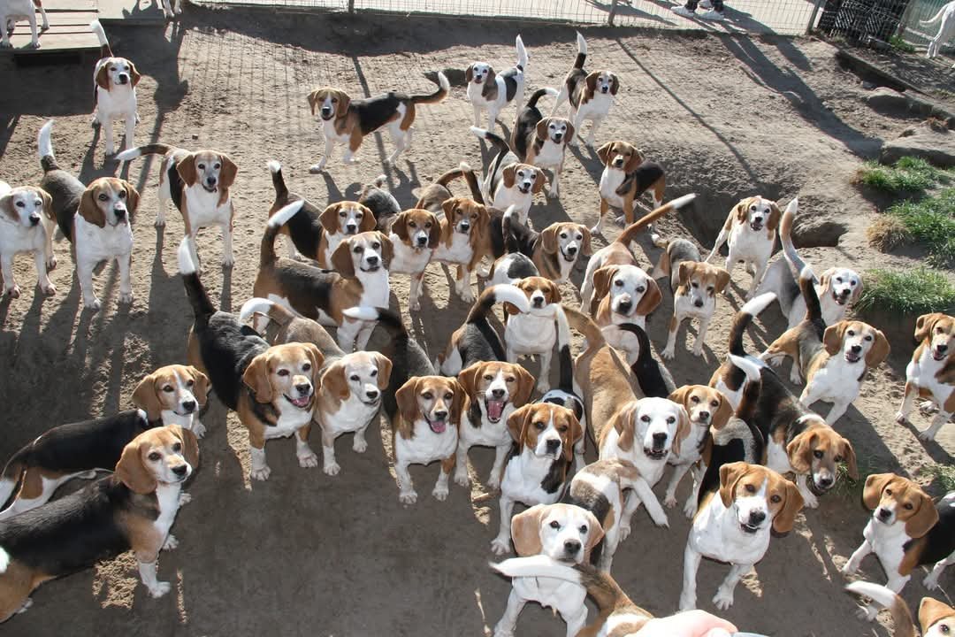 beagle_fajtamentés_2
