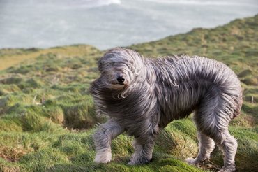 Bearded Collie in wind