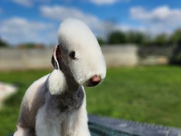 bedlington terrier feje