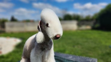 bedlington terrier feje
