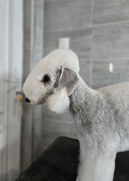 bedlington terrier fej