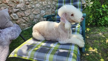 bedlington terrier hétköznapi szőrben