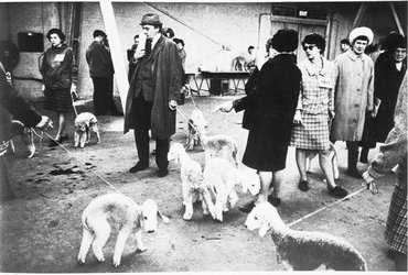 bedlington terrierek a crufts-on 1968-ban