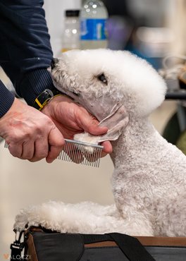 bedlington terriert fésülnek