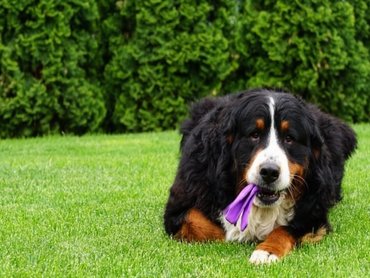 Bernese Mountain Dog